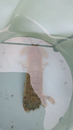 シャコの釣果