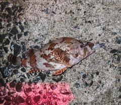 ヨロイメバルの釣果