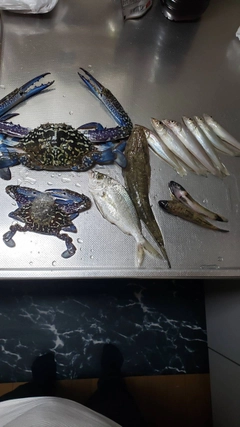 キスの釣果