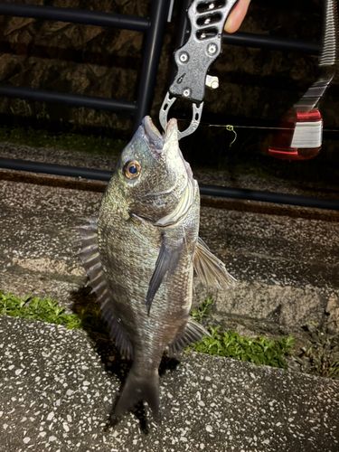 チヌの釣果