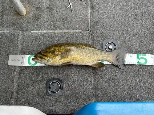 スモールマウスバスの釣果
