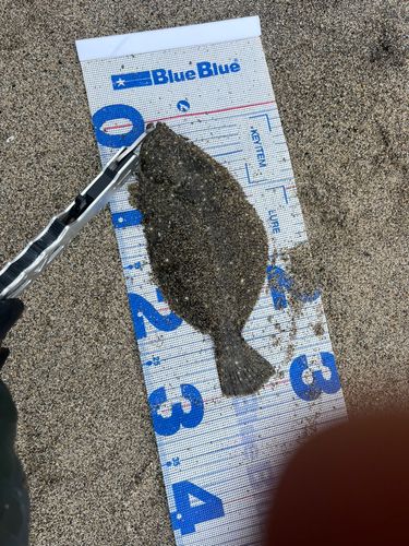 ヒラメの釣果