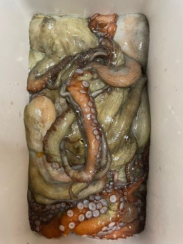 タコの釣果