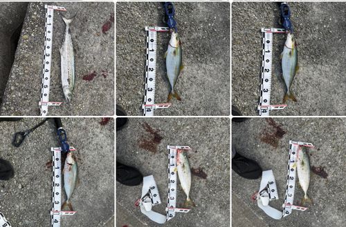 サゴシの釣果