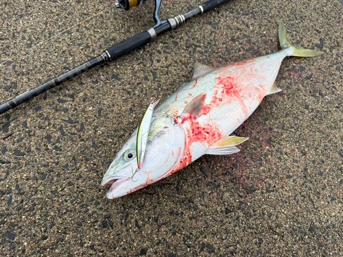イナダの釣果