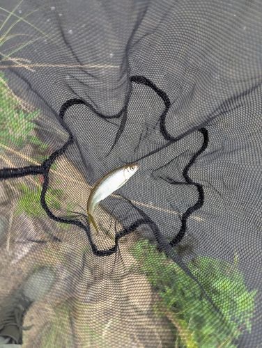 オイカワの釣果
