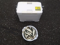 サバの釣果