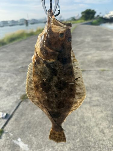 ソゲの釣果