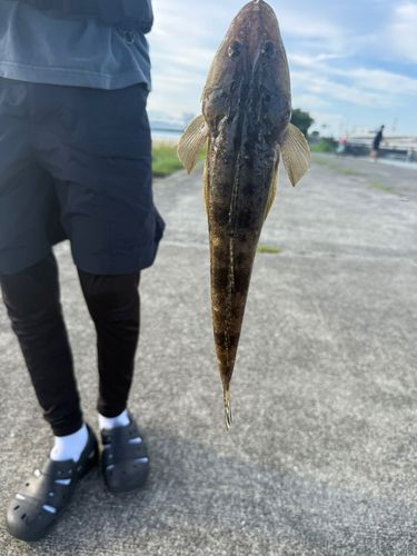 コチの釣果