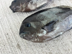 グレの釣果