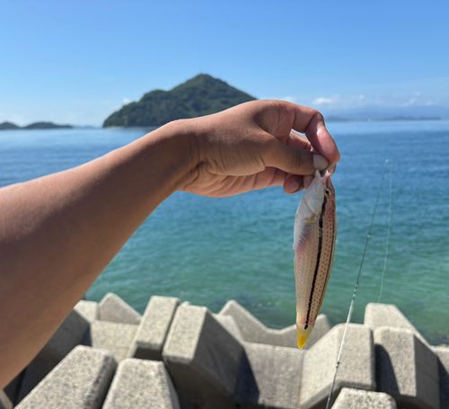 ギザミの釣果
