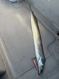 タチウオの釣果