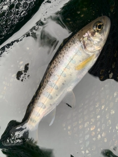 ヤマメの釣果