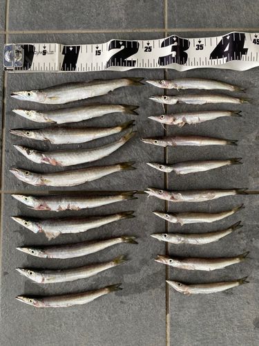 カマスの釣果