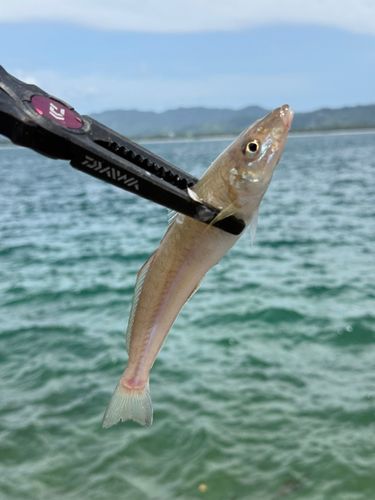 シロギスの釣果