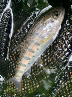 ヤマメの釣果