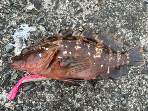 アコウの釣果