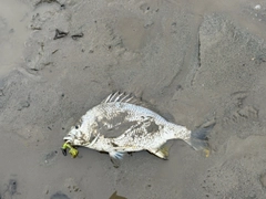 キビレの釣果
