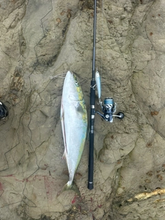 ワラサの釣果