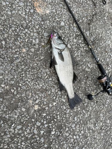 セイゴ（ヒラスズキ）の釣果
