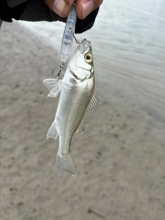 セイゴ（ヒラスズキ）の釣果