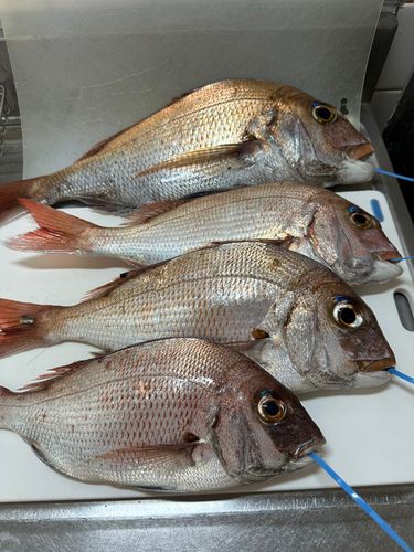 マダイの釣果
