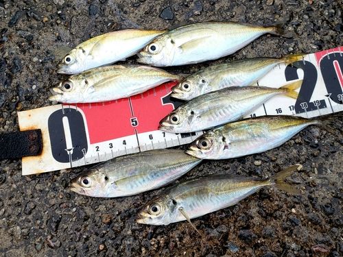 アジの釣果