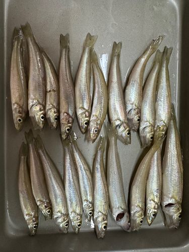 キスの釣果