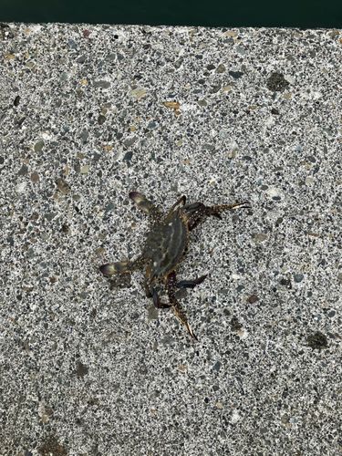 ワタリガニの釣果