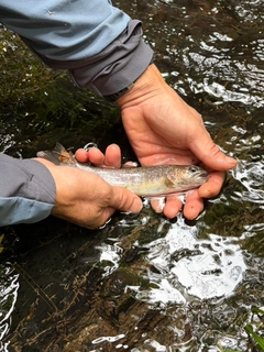 イワナの釣果