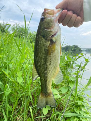 ラージマウスバスの釣果