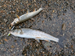 ウグイの釣果