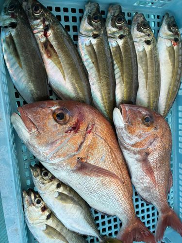 タイの釣果