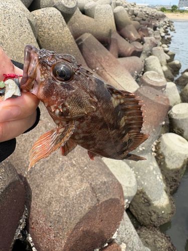 カサゴの釣果