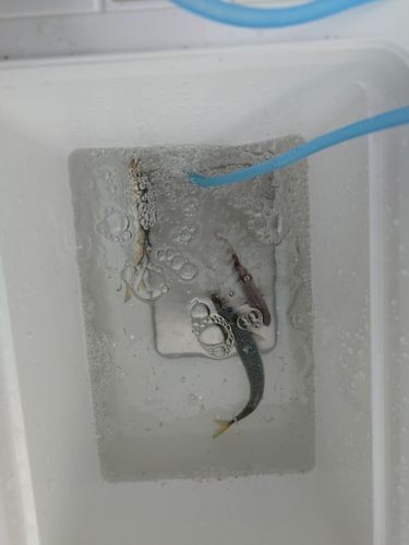 イワシの釣果