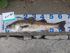 シーバスの釣果