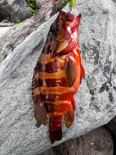 アカハタの釣果