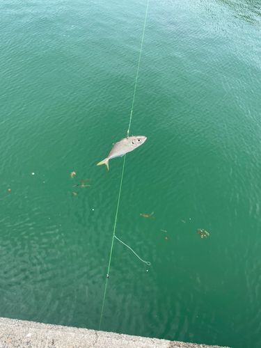 マイワシの釣果