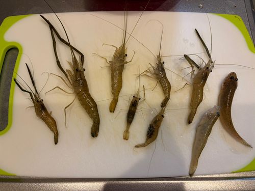 テナガエビの釣果