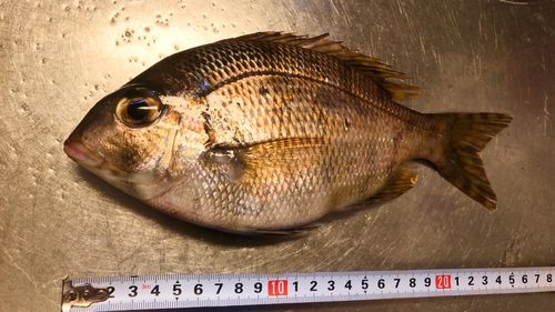 メイチダイの釣果