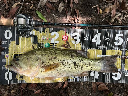 ブラックバスの釣果