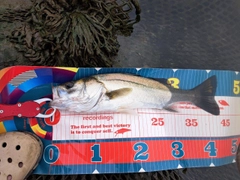 フッコ（マルスズキ）の釣果