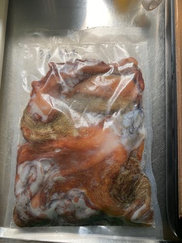 タコの釣果