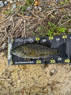 スモールマウスバスの釣果