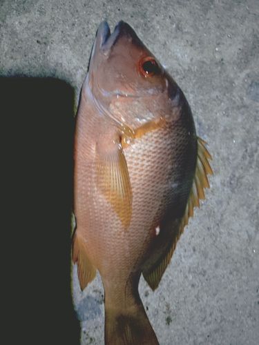 シブダイの釣果