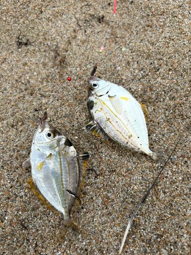 ヒイラギの釣果
