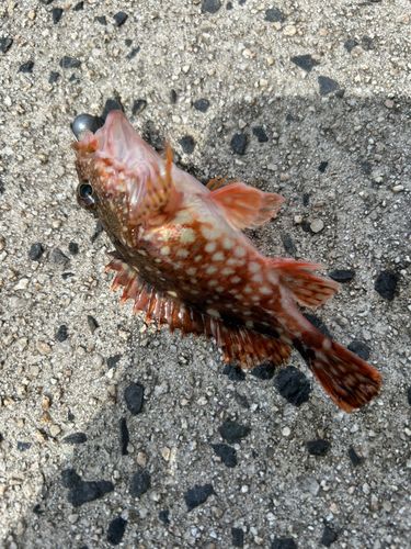 カサゴの釣果