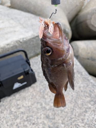ガヤの釣果