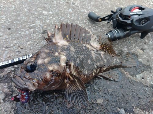 ハチガラの釣果