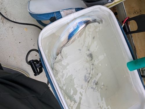 タチウオの釣果